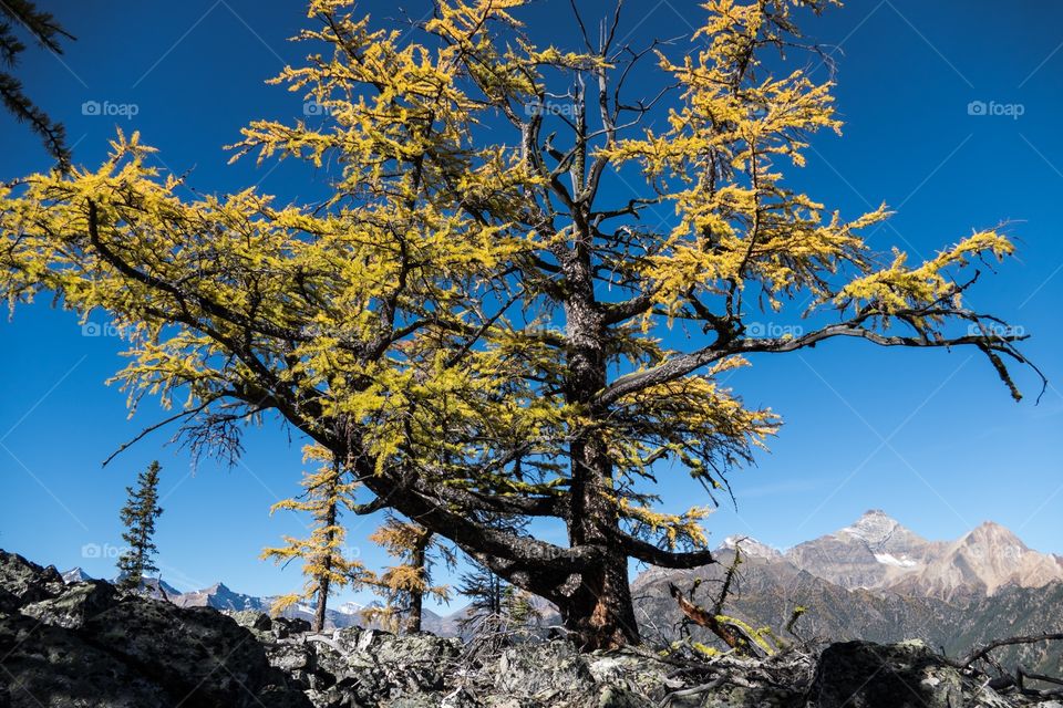 This Subalpine larch tree has turned yellow and has a good view of the mountain tops across the valley.