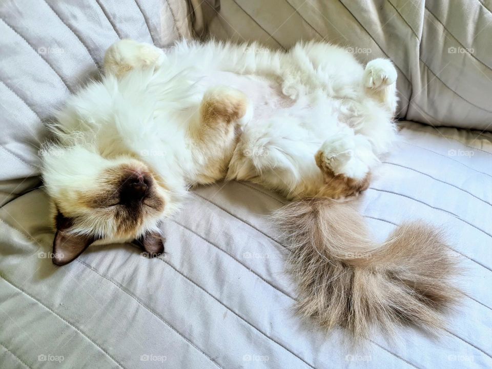 Close up of the young Sacred Birman cat sleeping deeply in funny pose on her back 