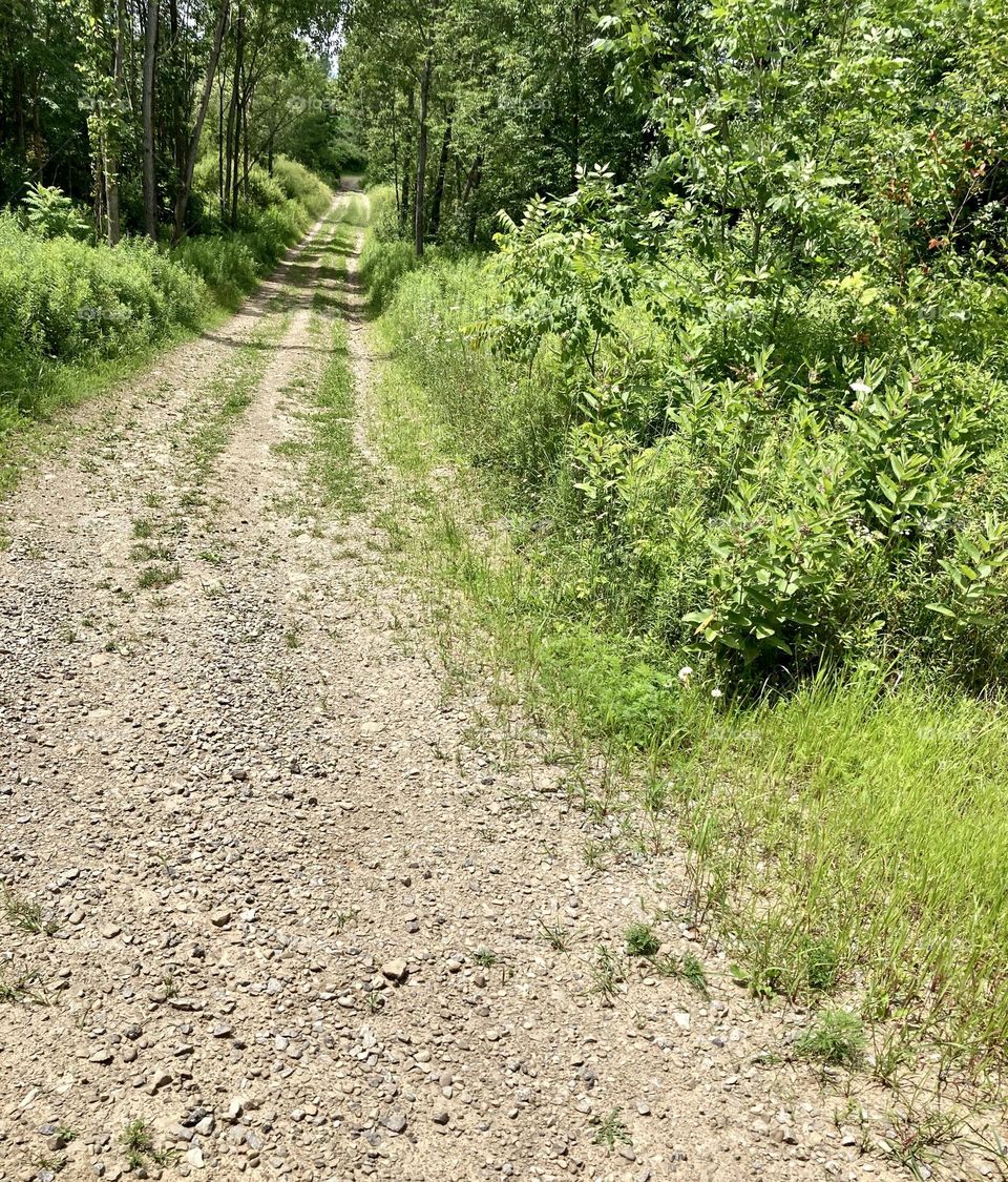 Dirt road into forest