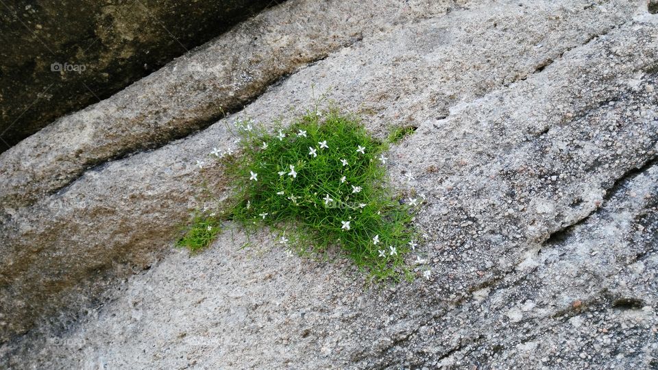 nature wins!. little white flowers living over a giant rock
