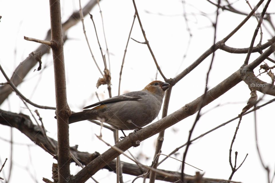 pine grosbeak