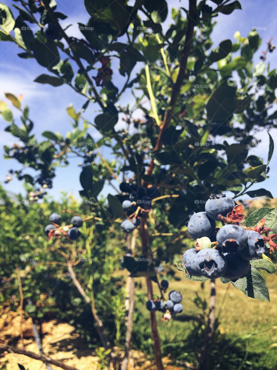 Blueberry. Picking blueberries