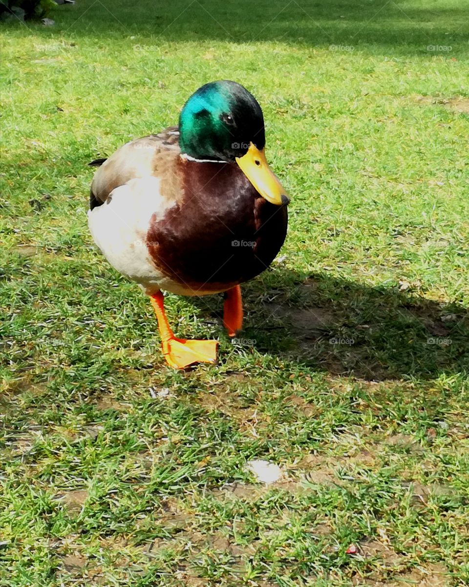 #Fallowme #nature #island #animals #voted #vote #duck #discovery