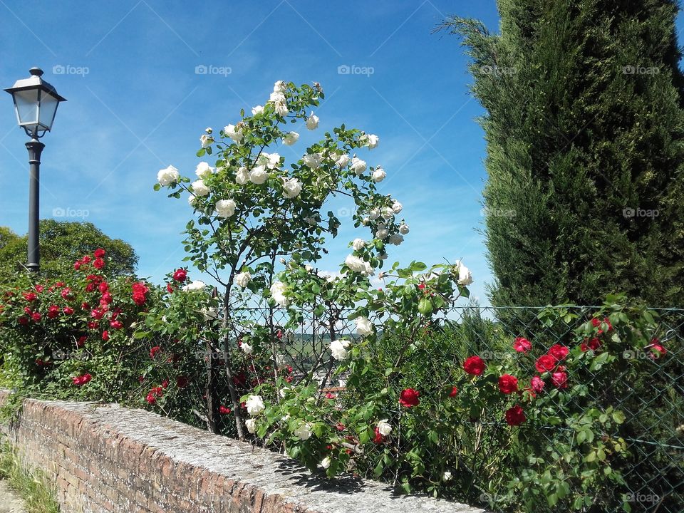 tuscany roses