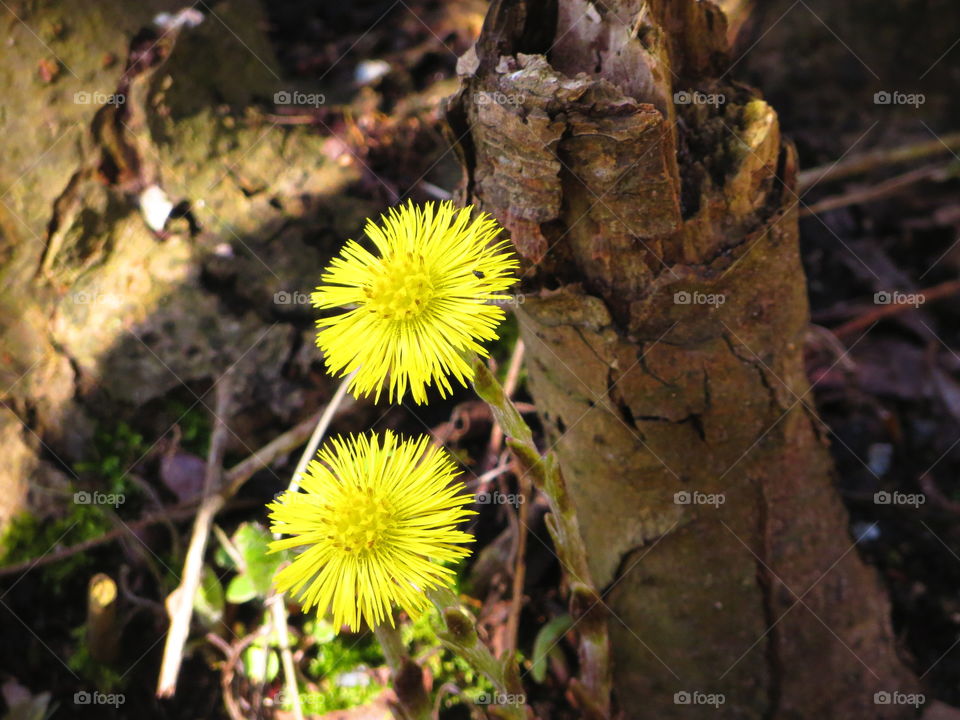 colour stories: yellow