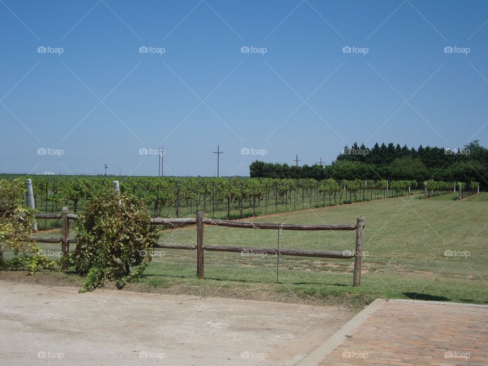 Llano winery 