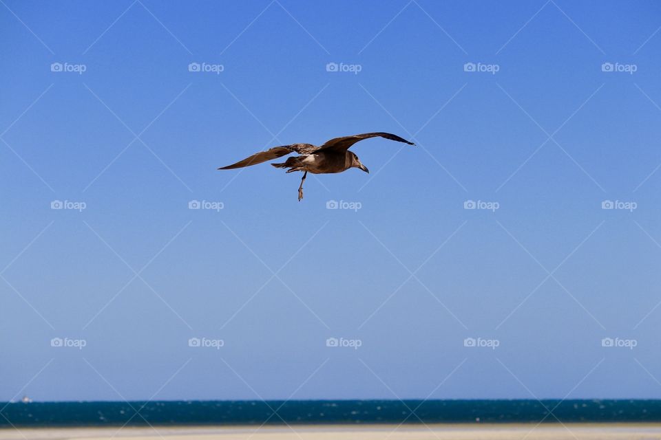 Lone gull flying over ocean 