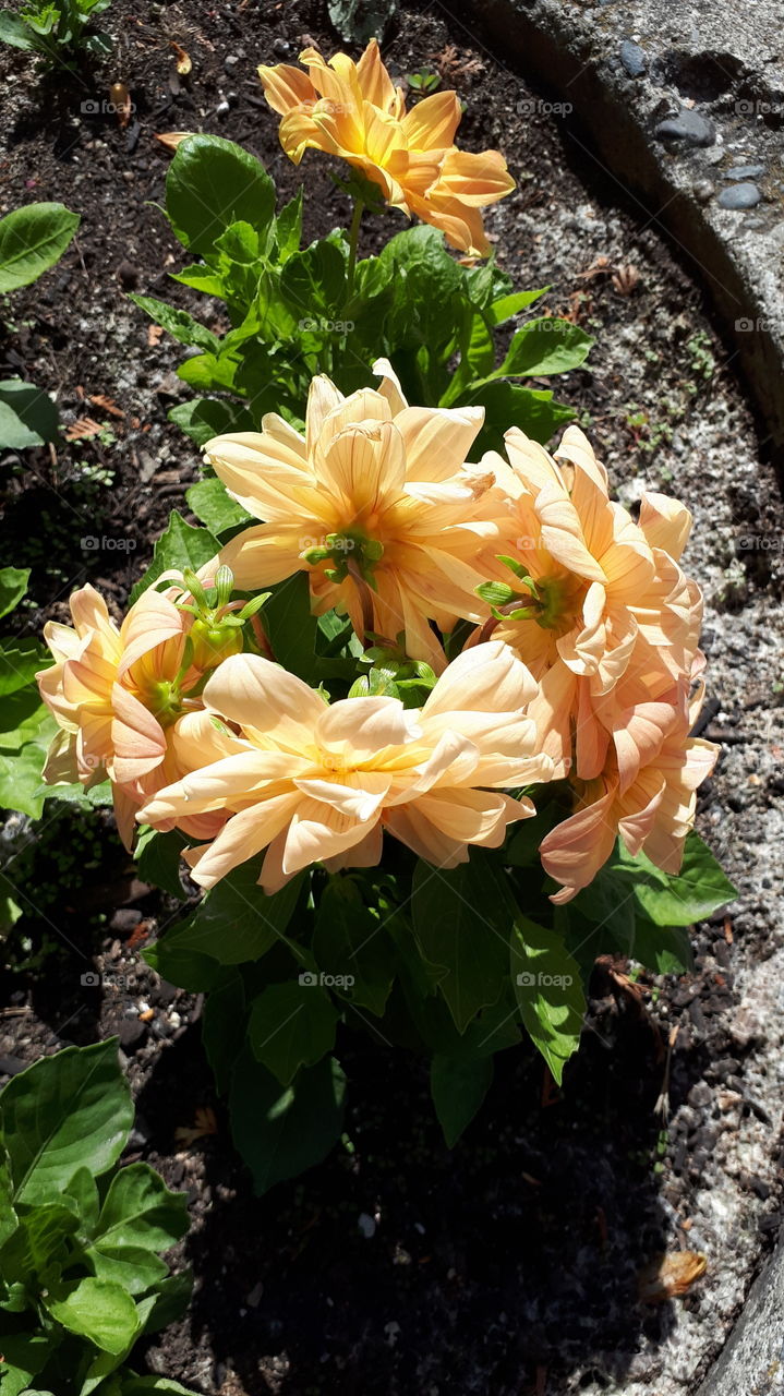 Small Yellow Rose Bush