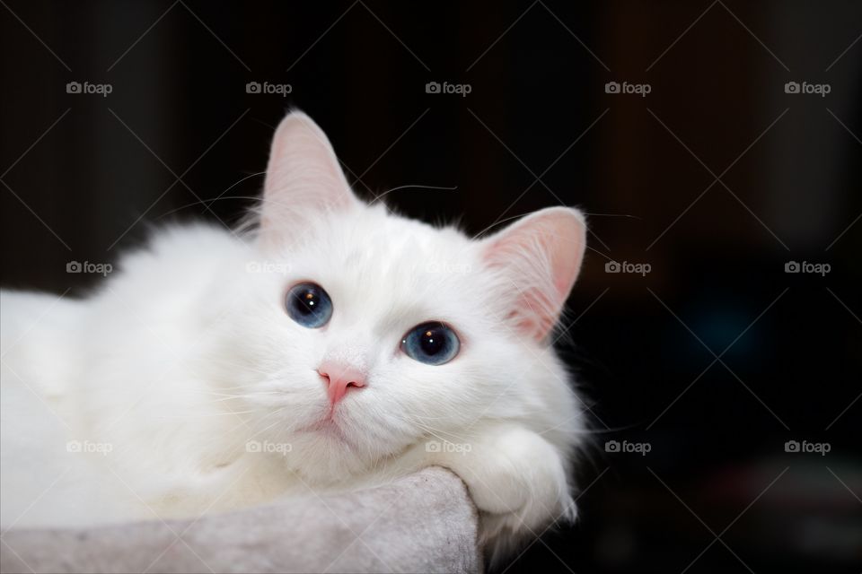 Close-up white norwegian forest cat