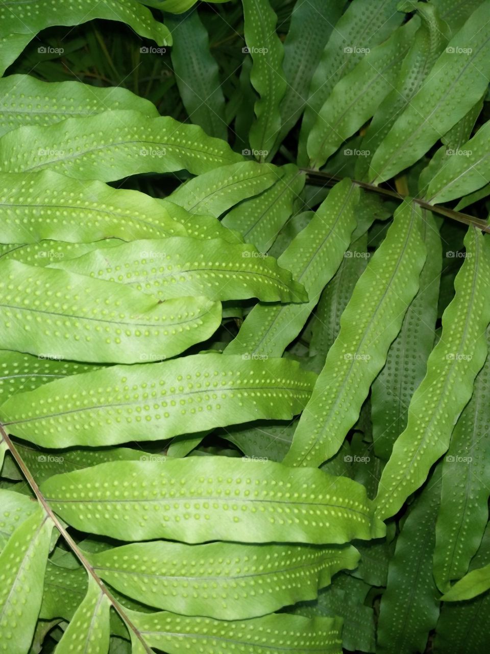 tropical leave