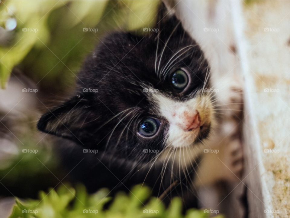 Cute Curious Cat