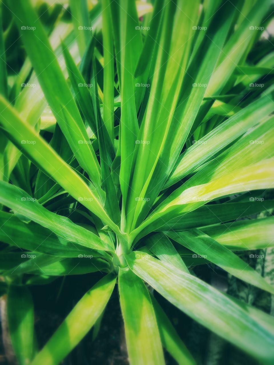 Corn Plant