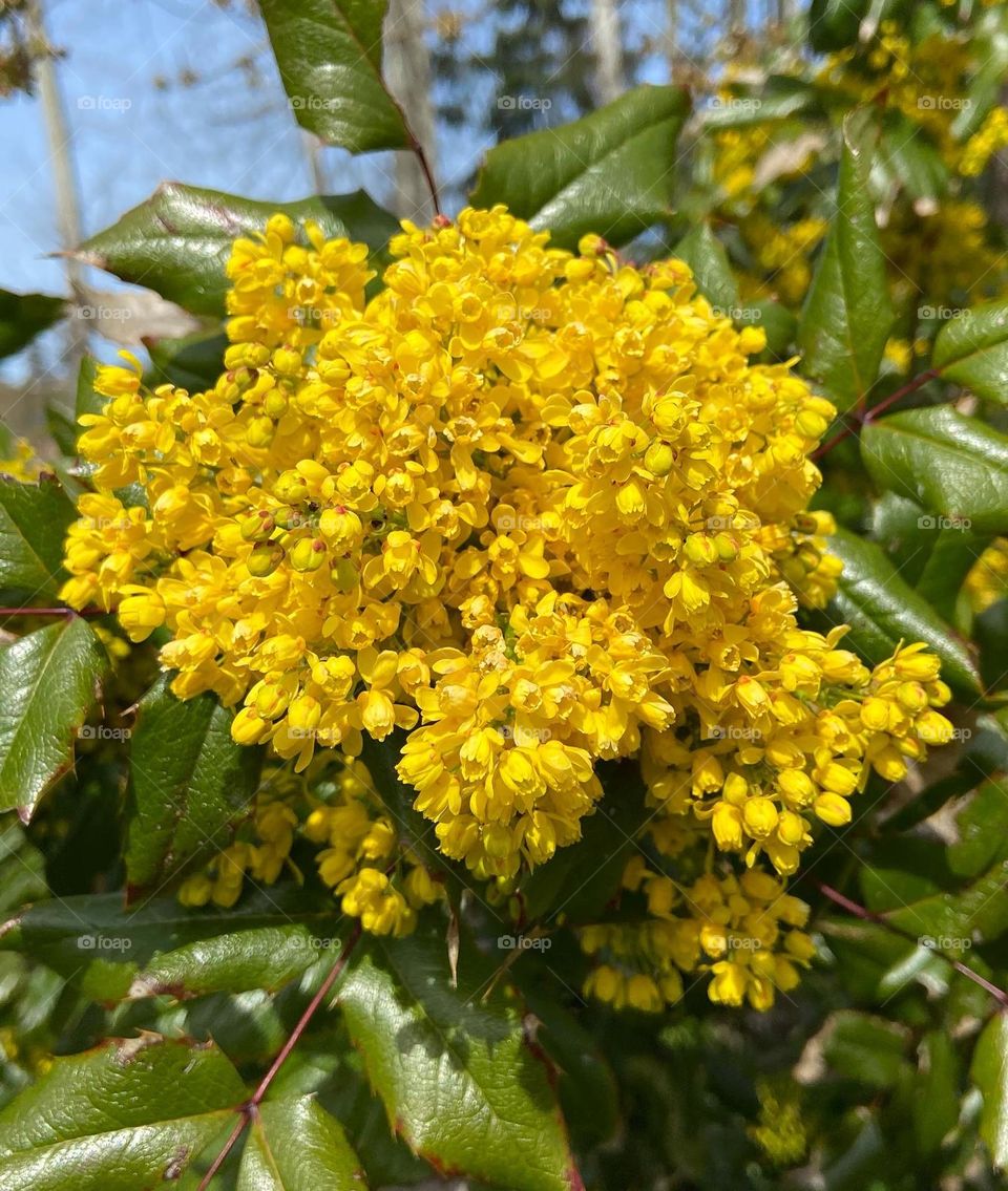 Yellow bloom in spring