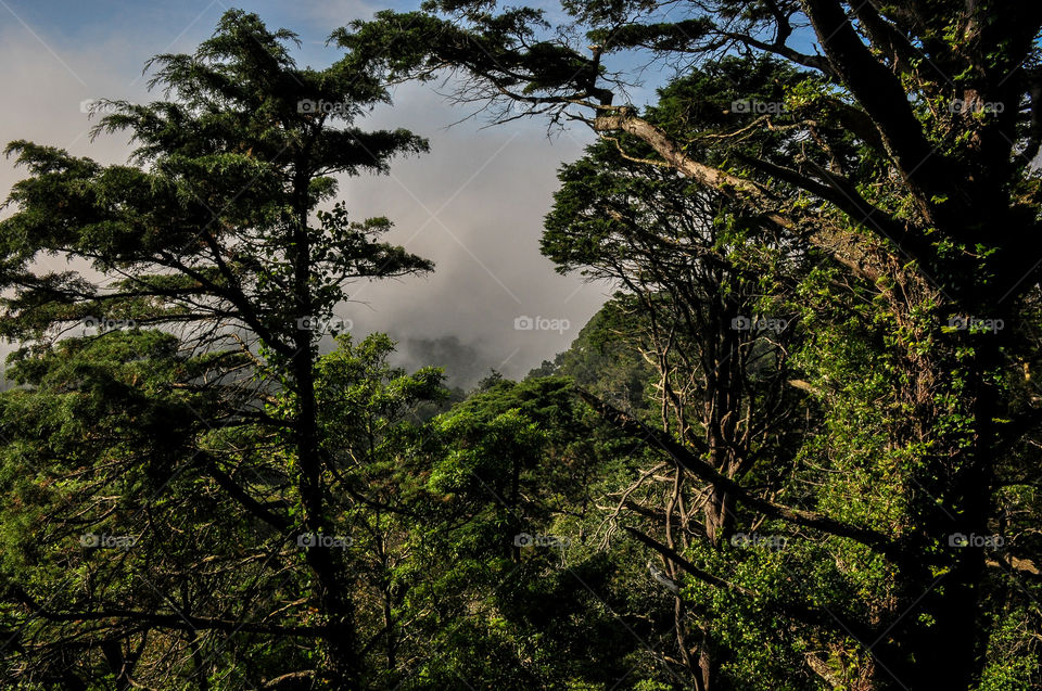 Beautiful forest in Sintra
