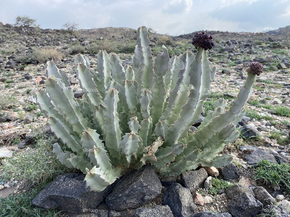 amazing trip with my family in the eid , city taif 