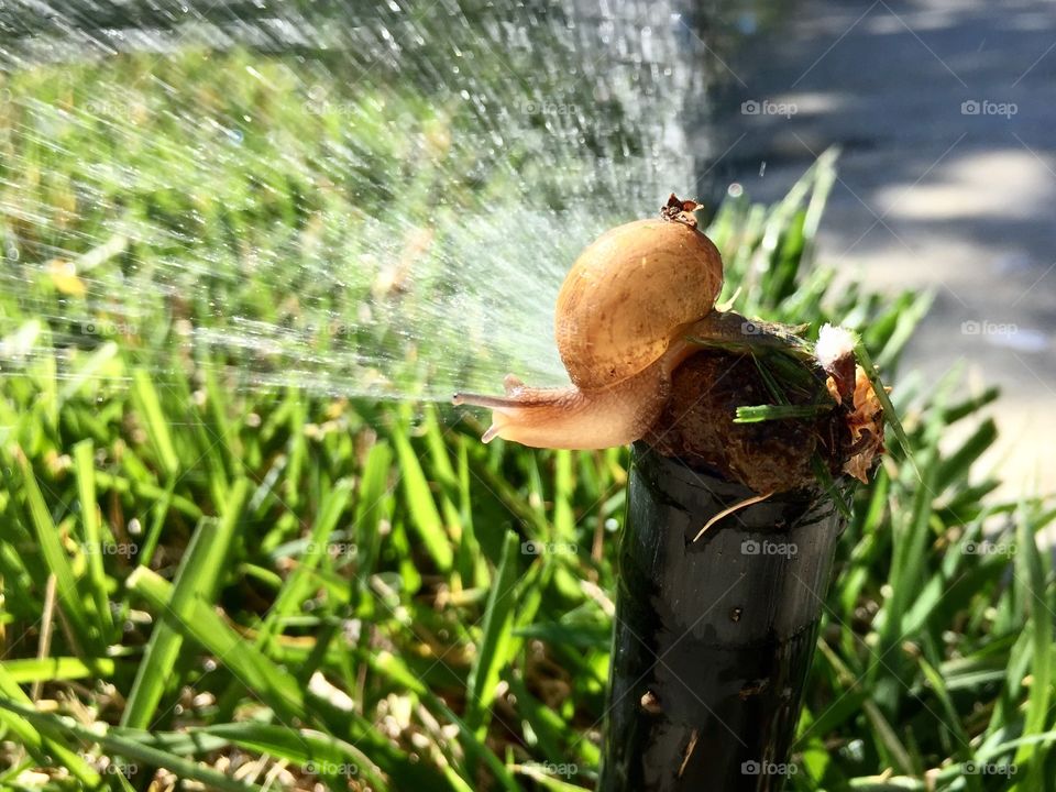 Snail and water