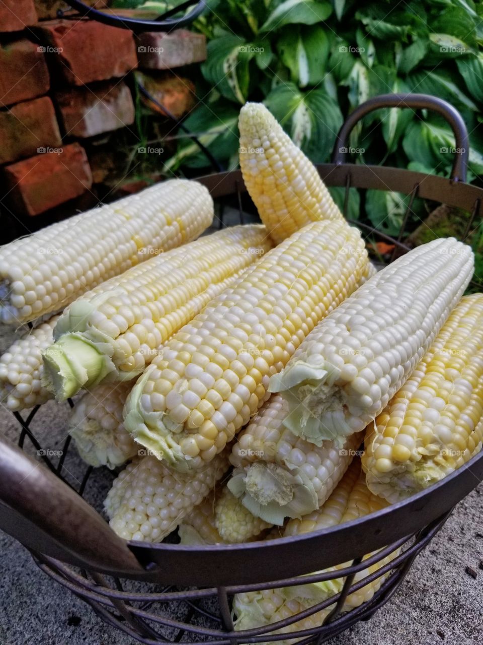 Fresh Corn On The Cobb straight from the farm🌽