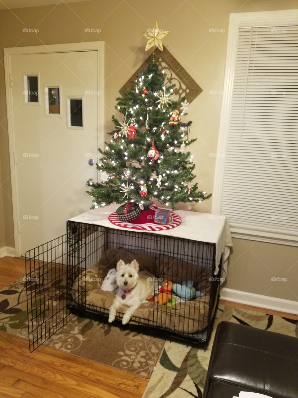 cute Christmas dog posing under the tree