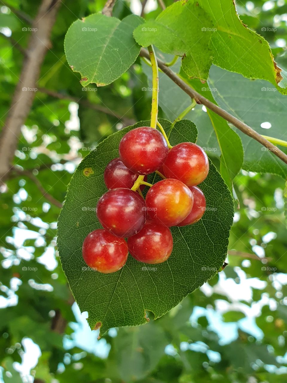red and yellow kalina berries in front of a leaf
