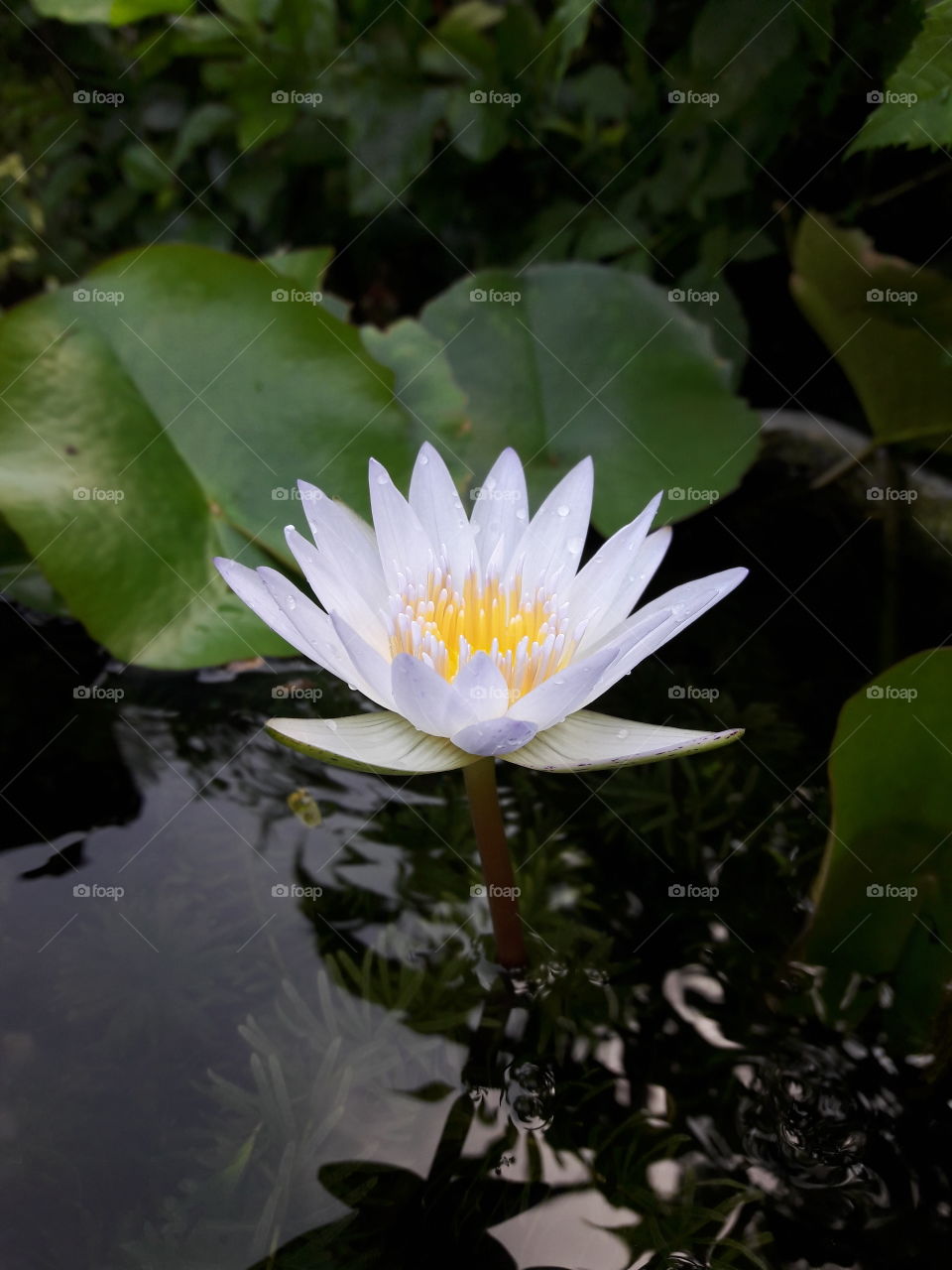a beautiful lotus flowerwater