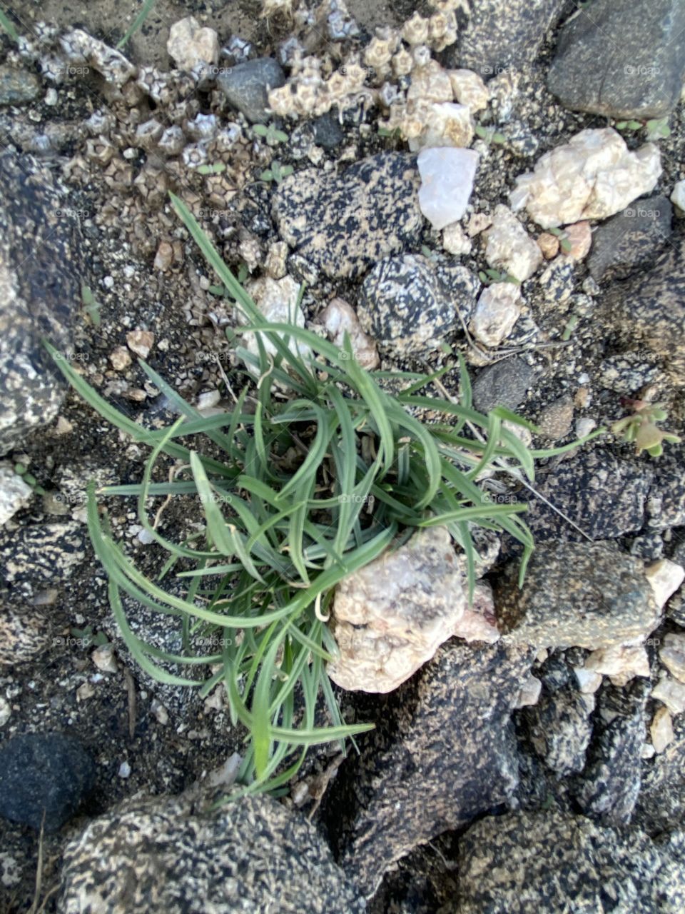 amazing trip with my family in the eid , city taif ,desert herbal 