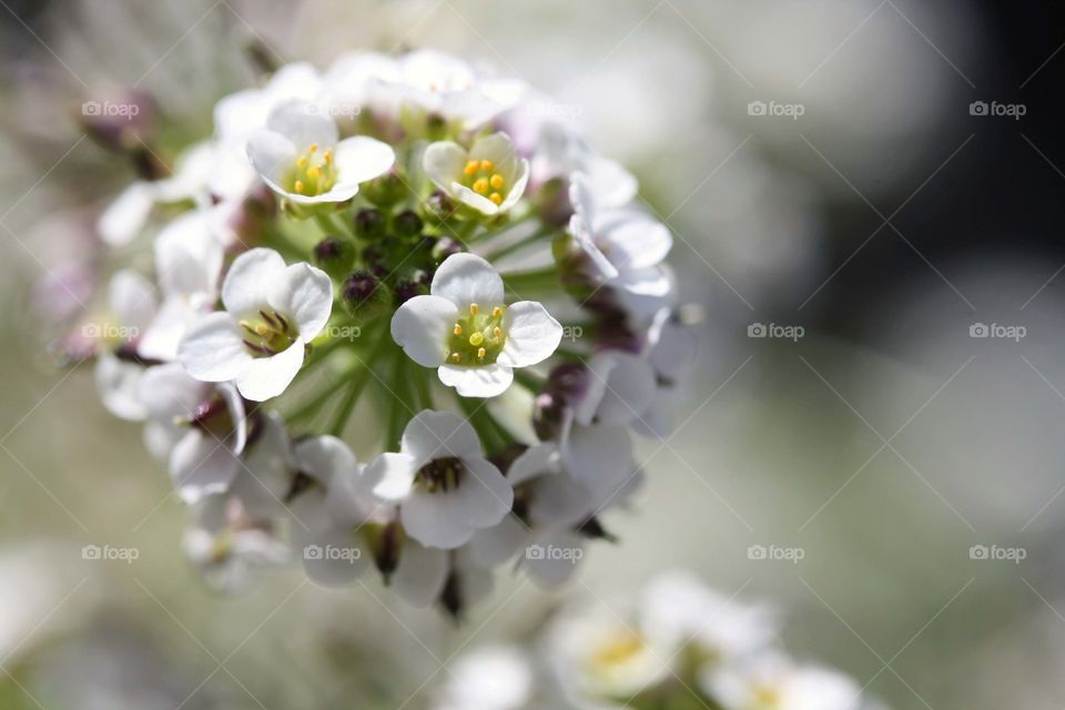 Alissium flower, close-up