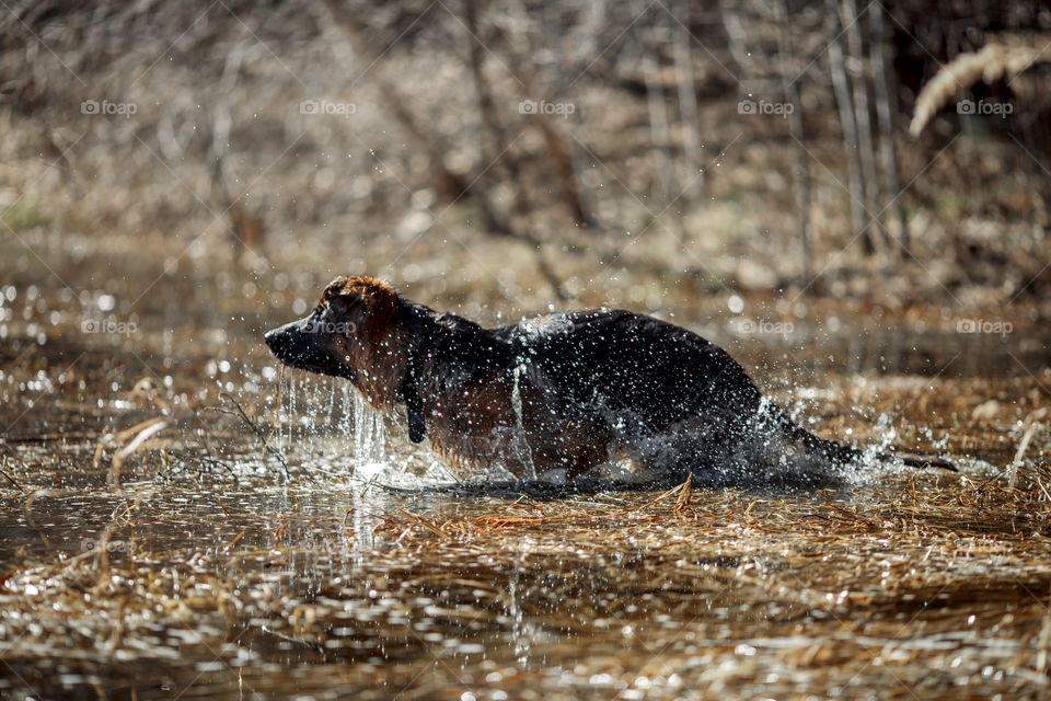 German shepherd dog outdoor have fun in a spring pond 