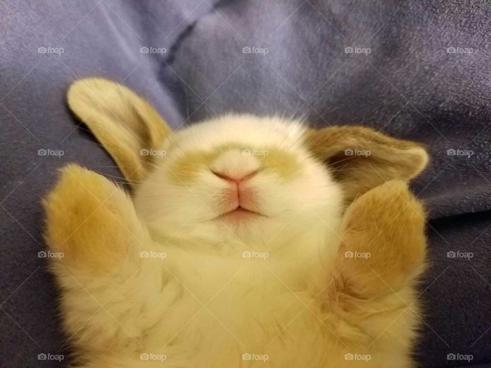 Cute Baby Bunny