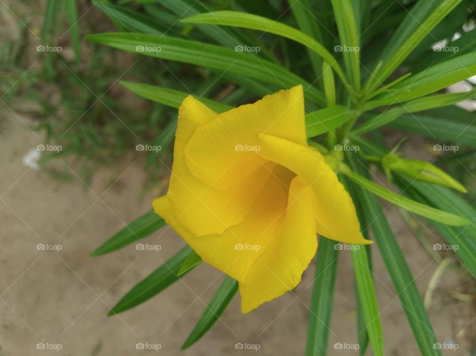 yellow flower seasonal fresh shurb small size looks very beautiful generally found everywhere