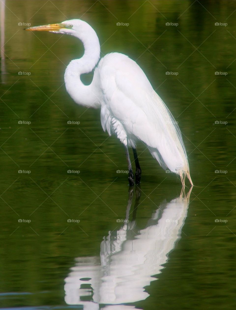 Great White Heron Reflection
