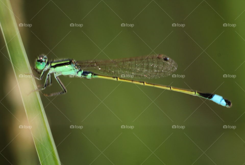 Tropical blue tail. Ischnura senegalensis, scientific name of Its. Large eyes compound out with green - black shriked of thorax. Yellow tail's segment for continue, until the top of blue as a closer of It. Large size darmselfy, and easy captured.