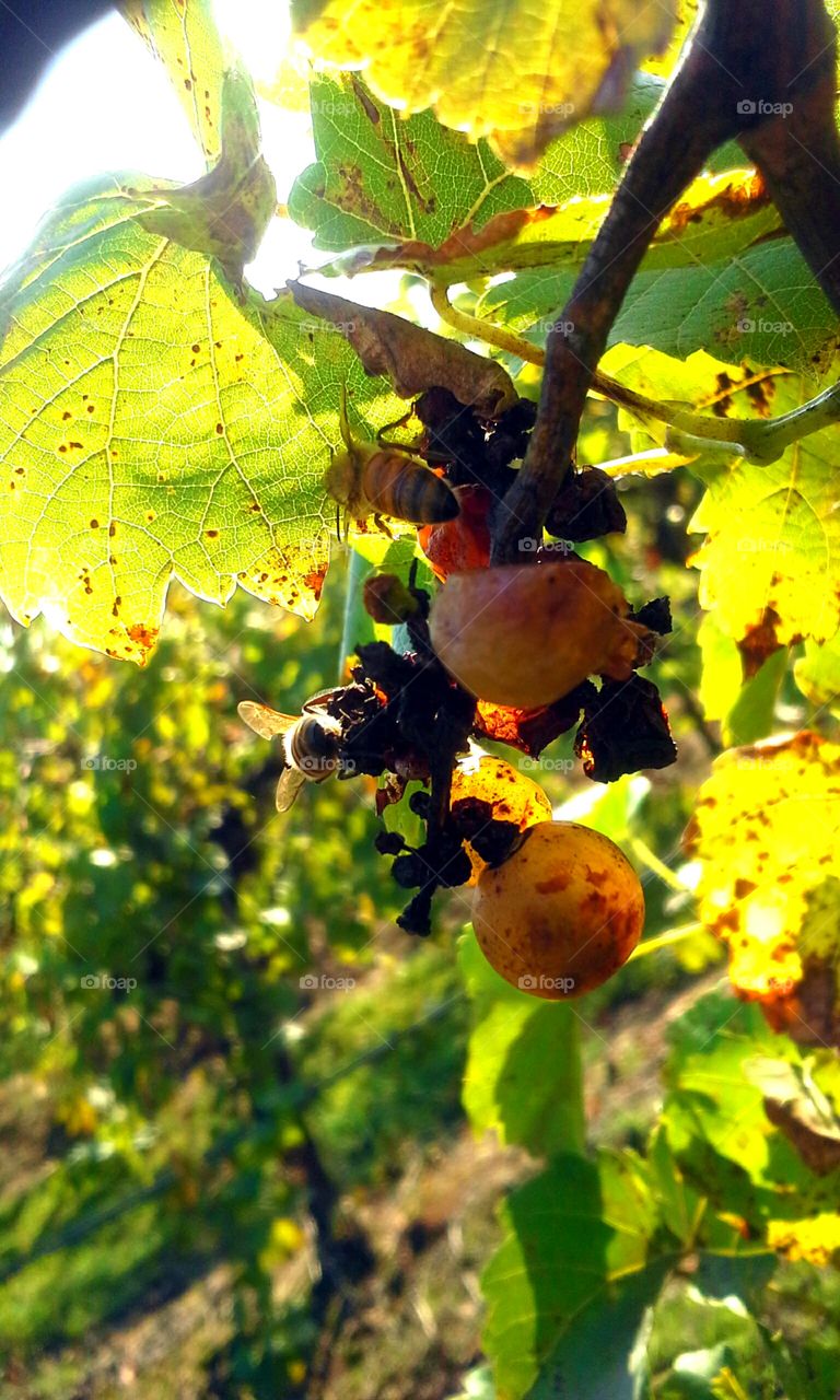 Bees in the Vineyard