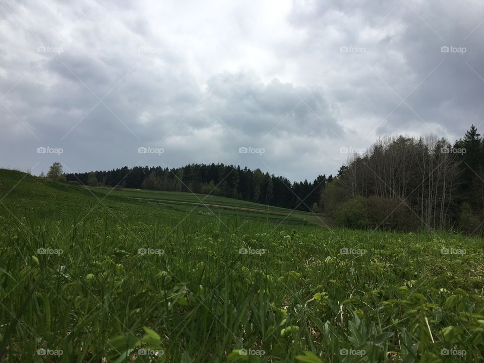 Field, forest, sky