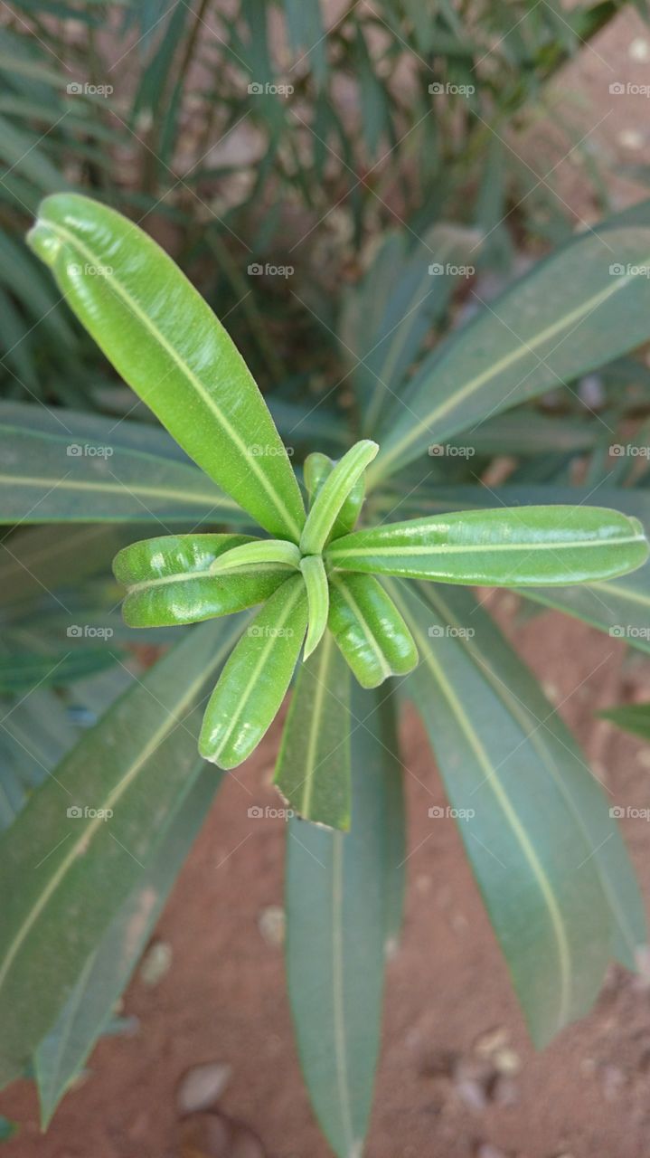 India Puducherry green leaf