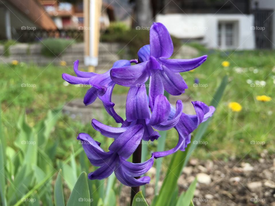 Colorful violet purple flowers during spring season 