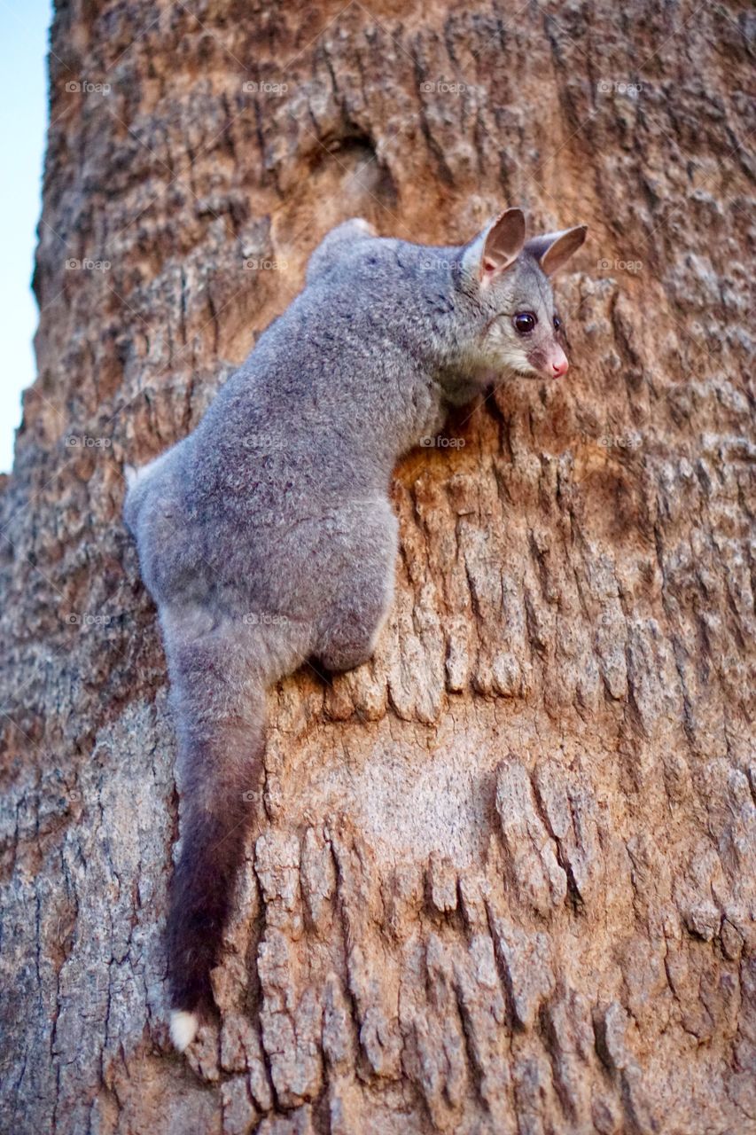 Possum on tree trunk