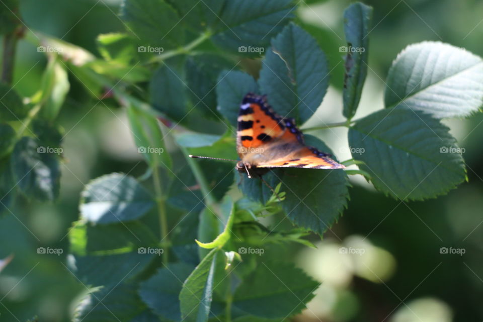 Nature, Insect, Leaf, Butterfly, No Person