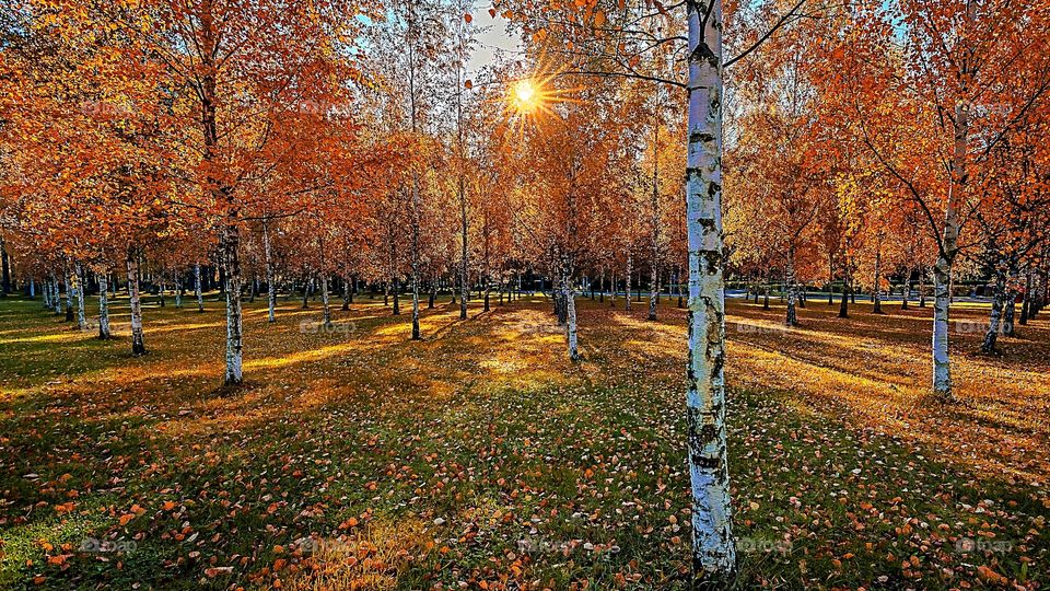 LANDSCHAFT, UMWELT, UMGEBUNG, PFLANZENWELT.