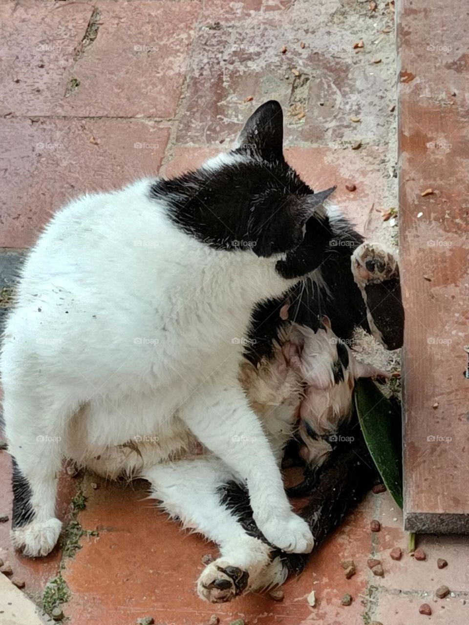 gatta che partorisce