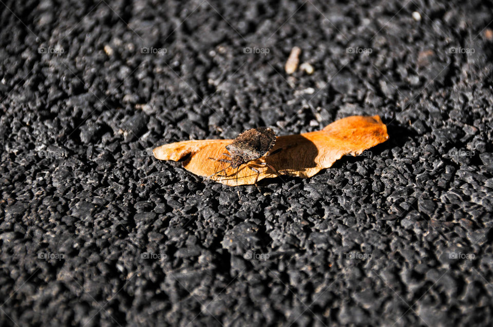 Little friend Martin