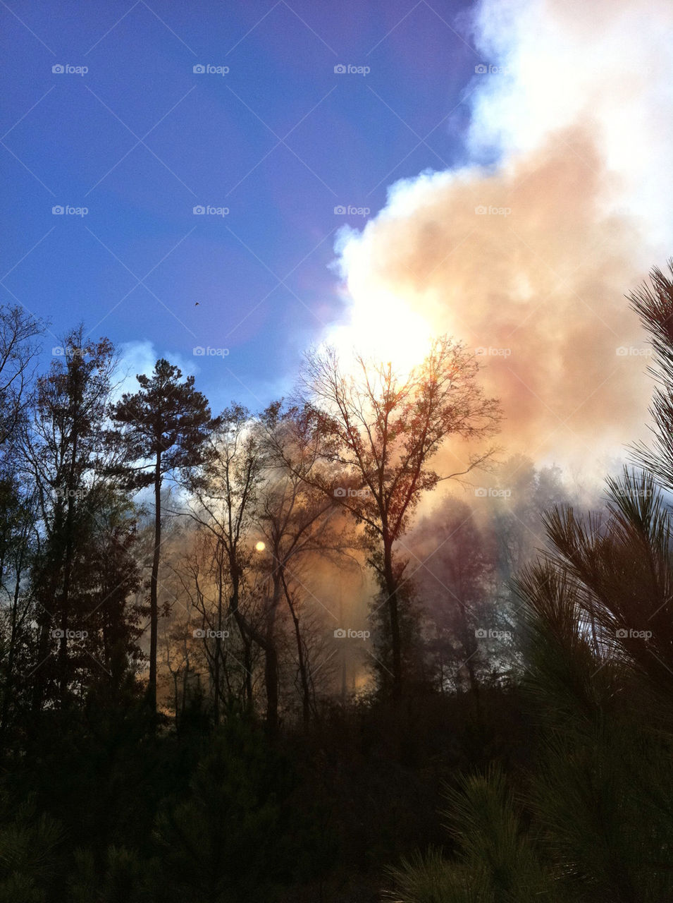 nature tree trees forest by cable