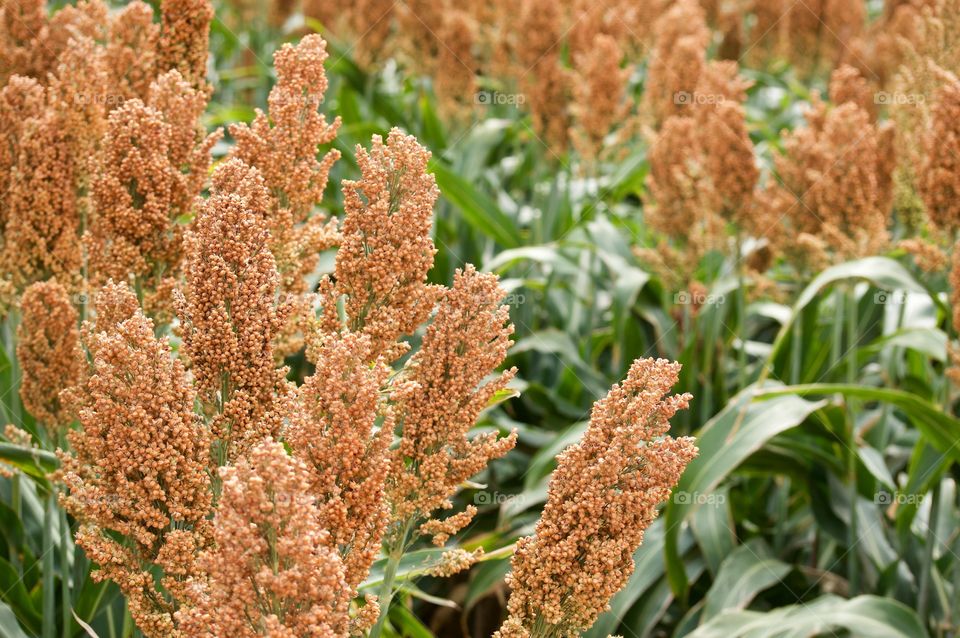 Sorghum 3