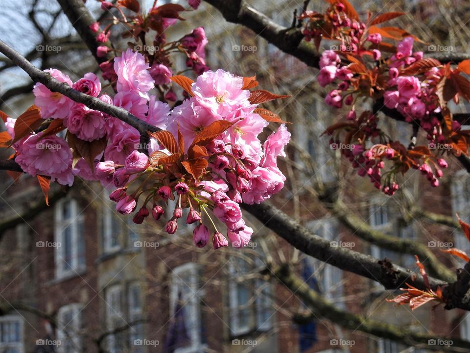 Japanese cherry blossom 