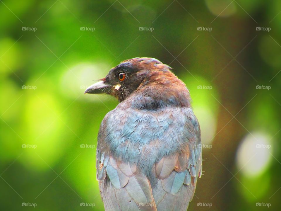 The black drongo (Dicrurus macrocercus) is a small Asian passerine bird of the drongo family Dicruridae.
