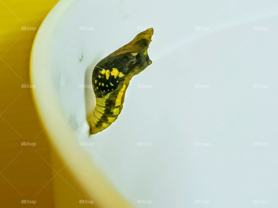 Mature Chrysalis of Common Lime Butterfly attached to the white container.