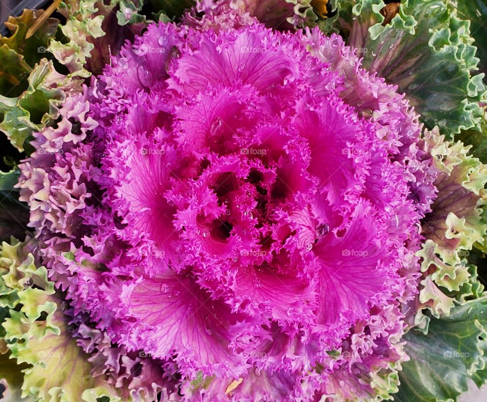 Ornamental Kale in the Garden