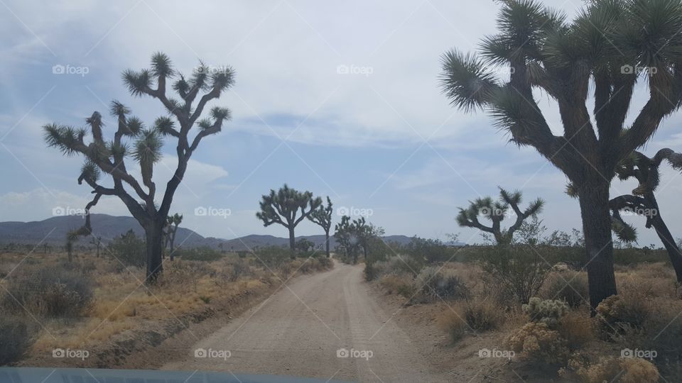a dirt path to drive on in Joshua Tree Park