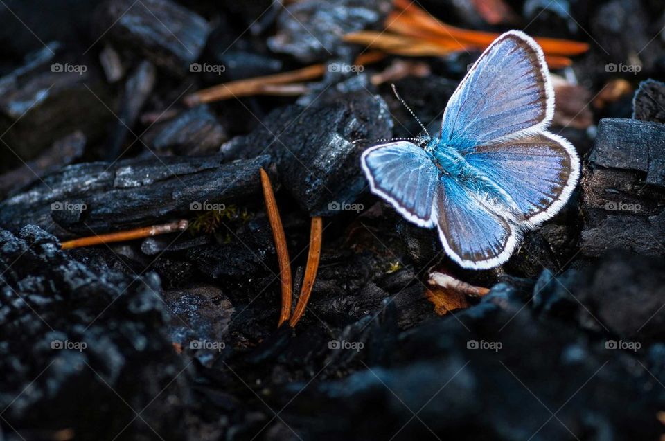Blue butterfly