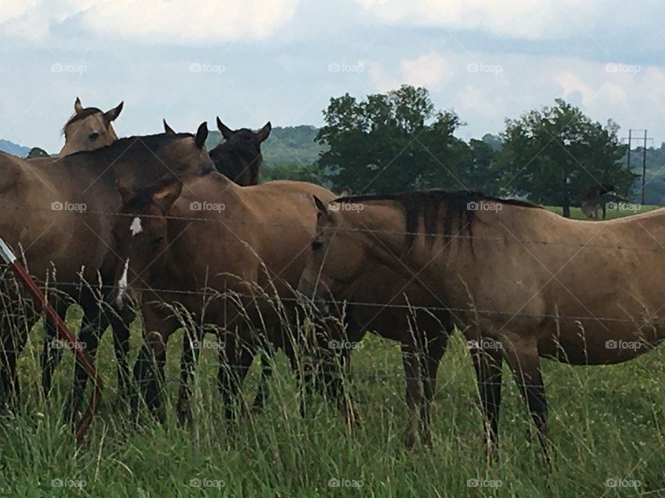 Happy Father’s Day! These horses aren’t practicing their social distancing but hope you guys do.