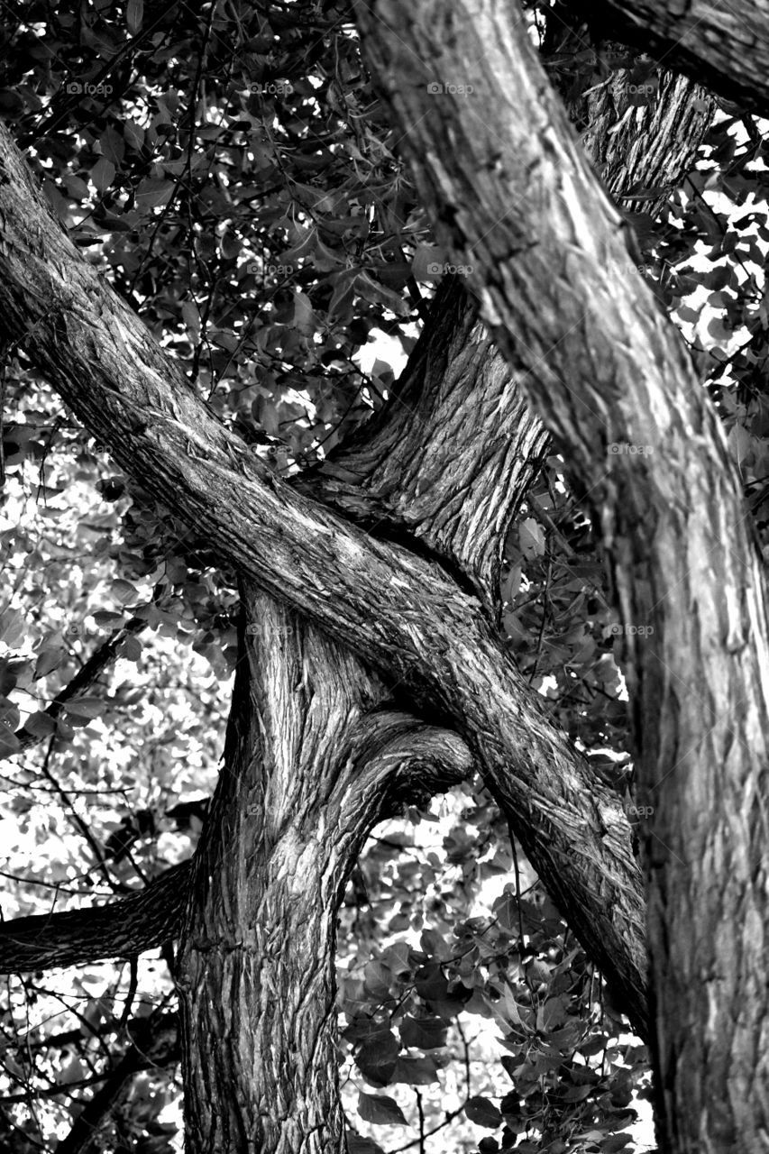 tree leaves black and white monochrome bark